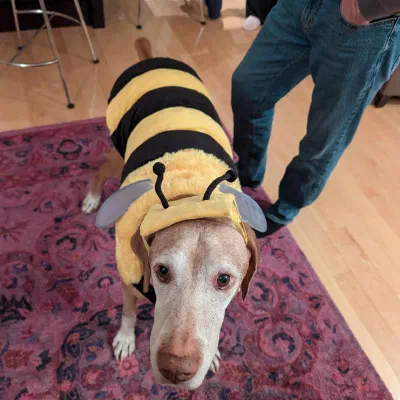 Gunner, a grey-muzzled vizsla, standing on a rug in a bumblebee costume