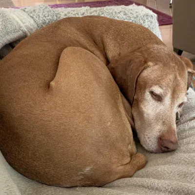 Gunner curled up asleep in a fleece bed