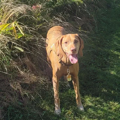 Violet, a vizsla in a harness, grinning on a mown path beside a field of goldenrod