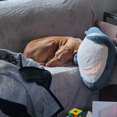Violet asleep on the couch beside a large plush shark